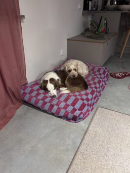 Mide Aussie Hündin (1,5 Jahre) red tri, blaue augen