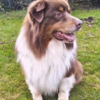 6-jähriger Australian Shepherd Rüde red-tri