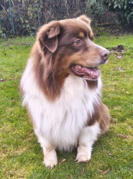 6-jähriger Australian Shepherd Rüde red-tri