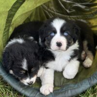 ASCA Australian Shepherd Welpen