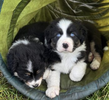 ASCA Australian Shepherd Welpen