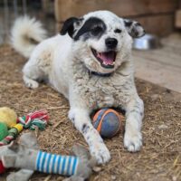 Lyvis Rüde • 45cm • 15kg