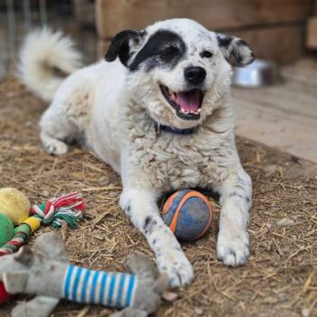 Lyvis Rüde • 45cm • 15kg