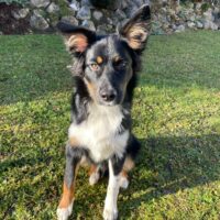 RUFUS sucht seine 2. Chance