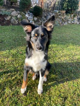 RUFUS sucht seine 2. Chance