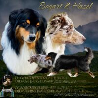 Hoch veranlagte Welpen für Sport & Show