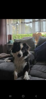 Lucy sucht ein neues Liebevolles Zuhause