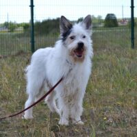 Baltukas: Rüde • geb.ca. 2017-2019 • 55cm Tierheim “Buk Mano Draugas”