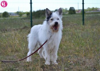 Baltukas: Rüde • geb.ca. 2017-2019 • 55cm Tierheim “Buk Mano Draugas”