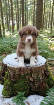 Australian Shepherd Welpen mit FCI/ÖKV Papiere