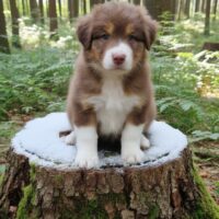 Australian Shepherd Welpen mit FCI/ÖKV Papiere