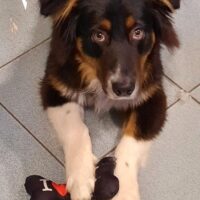 Kenai braucht ein neues Zuhause