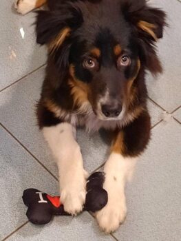 Kenai braucht ein neues Zuhause