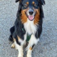 Kenai, Aussie black-tri, sucht dringend ein neues Zuhause