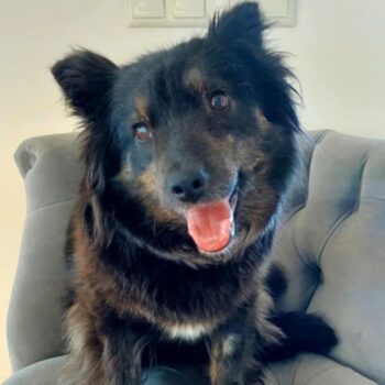 Drama: Weibchen • geb.ca. 2016-2018 • 40cm