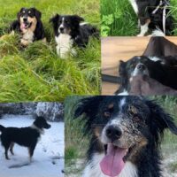 Liebenswerter Mini Australian Shepherd sucht hundeerfahrenes Zuhause! 🐾