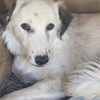 Rüde, ca 4 Jahre (geb. ca 2021), ca 50cm