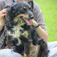 Mo: Weibchen • geb.ca. 2023-2024 • 35cm • 10kg