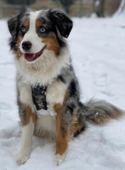 Blue sucht hundeerfahrenes Zuhause, das ihm Sicherheit gibt