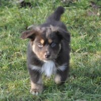 Australian Shepherd Welpe / Hündin red tri mit ASCA Pap sucht ein liebevolles Zuhause