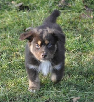 Australian Shepherd Welpe / Hündin red tri mit ASCA Pap sucht ein liebevolles Zuhause