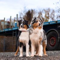 Wir erwarten bildhübsche Welpen im Sommer 2026