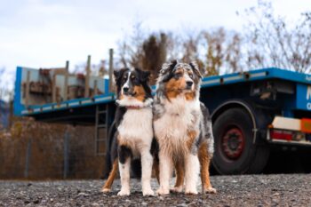 Wir erwarten bildhübsche Welpen im Sommer 2026