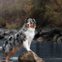 Wir erwarten bildhübsche Welpen im Sommer 2026