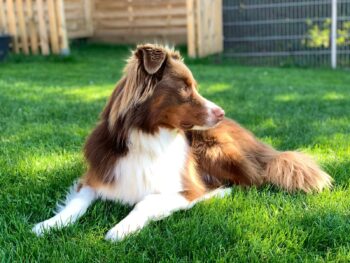 Cinna (5 Jahre) – Aussie-Rüde sucht erfahrenes Zuhause mit Struktur (mit Schutzvertrag/Schutzgebühr)