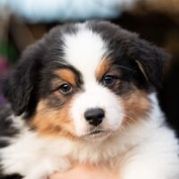 Black Tri Australian Shepherd Rüden von erfahrenem Züchter suchen Zuhause