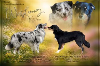 Wurfplanung Frühjahr 2026 Australian Shepherd Welpen