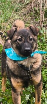 Ozzy sucht ein liebevolles Zuhause