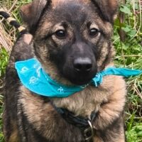 Ozzy sucht ein liebevolles Zuhause