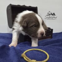 Australian Shepherd Welpen