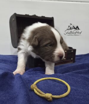 Miniaturansicht für das Anzeigenbild