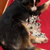 Die wilden 13 auf der Suche nach dem perfekten Zuhause