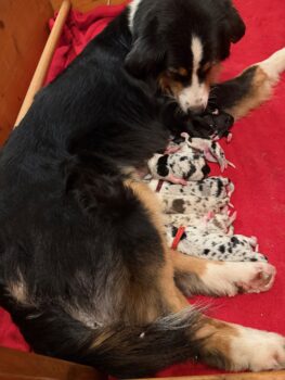 Die wilden 13 auf der Suche nach dem perfekten Zuhause