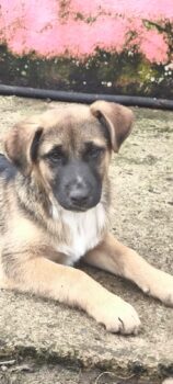 GEORGE - Mix-Rüde, verschmust, neugierig, lieb mit Kindern, Katzen, Hunden