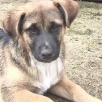 GEORGE - Mix-Rüde, verschmust, neugierig, lieb mit Kindern, Katzen, Hunden