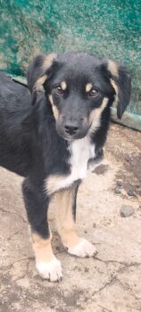 PETER, sanfter Mix-Rüde, der sich toll mit Kindern, Hunden und Katzen versteht