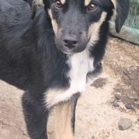 PETER, sanfter Mix-Rüde, der sich toll mit Kindern, Hunden und Katzen versteht