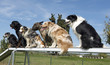 dogs in agility