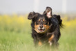 Ein Hund rennt voller Freude über eine Wiese 